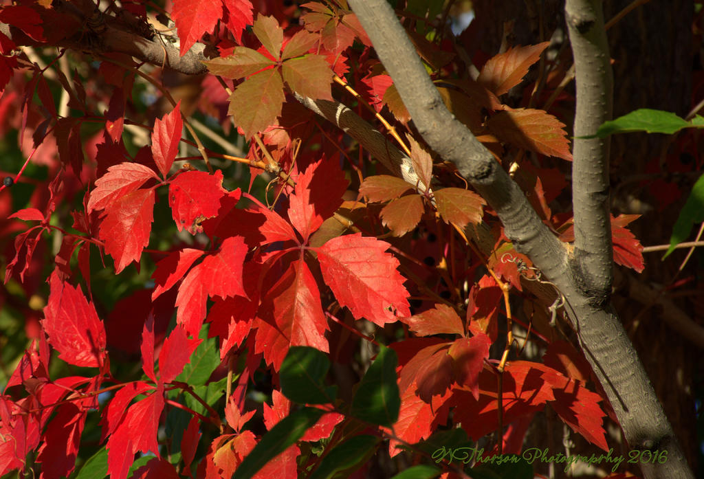 Autumn Morning #8 9-30-2016.jpg