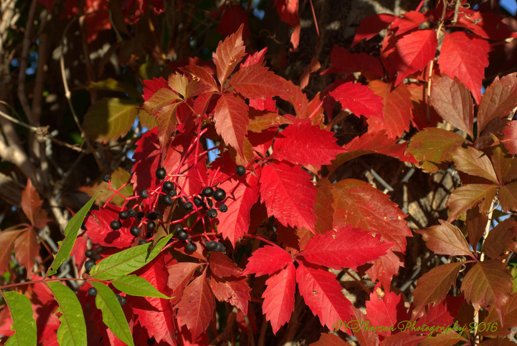 Autumn Morning #9 9-30-2016.jpg