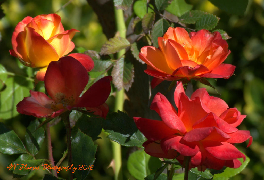Autumn Roses 10-9-2016.jpg
