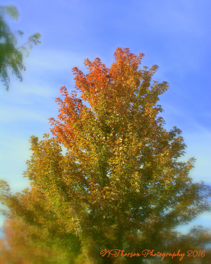 Autumn Tree #1 10-8-2016.jpg