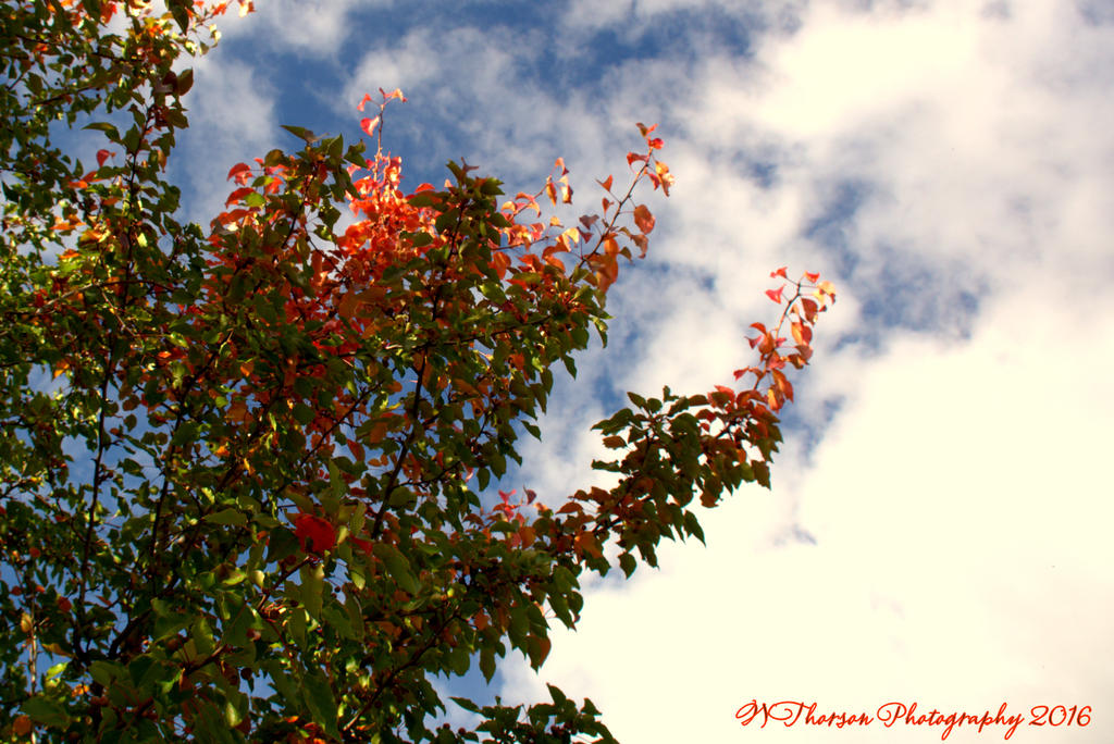 Autumn Tree 10-18-2016.jpg