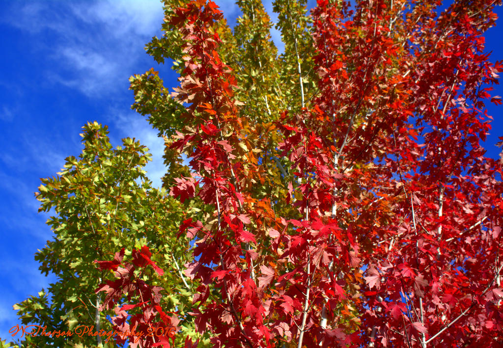 Autumn Tree 10-4-2016.jpg