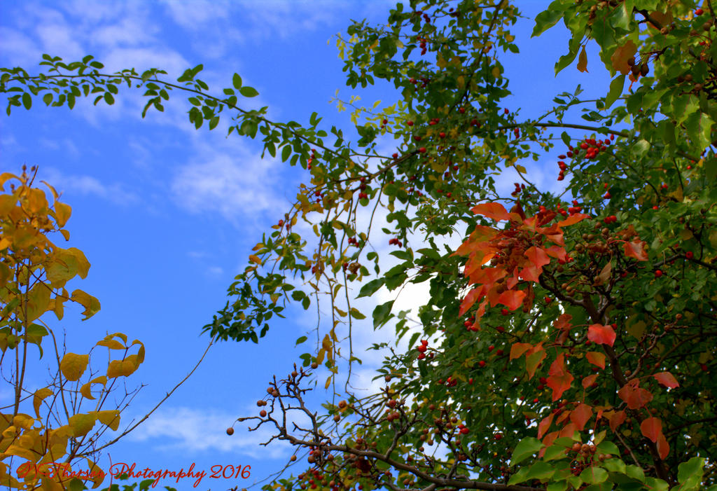 Autumn Tree #2 10-18-2016.jpg