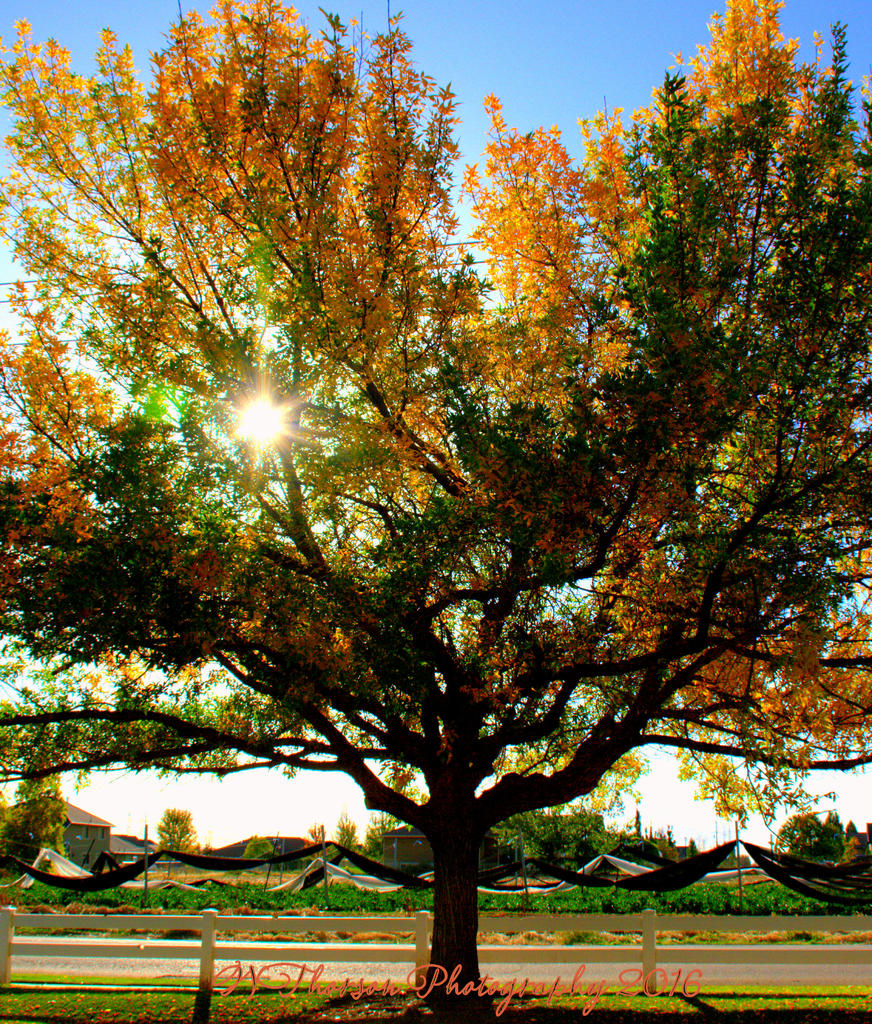 Autumn Tree with Sunstar 10-3-2016.jpg