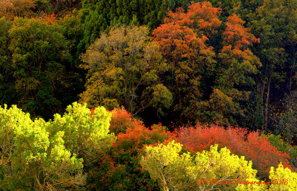 Autumn Trees 10-1-2016.jpg