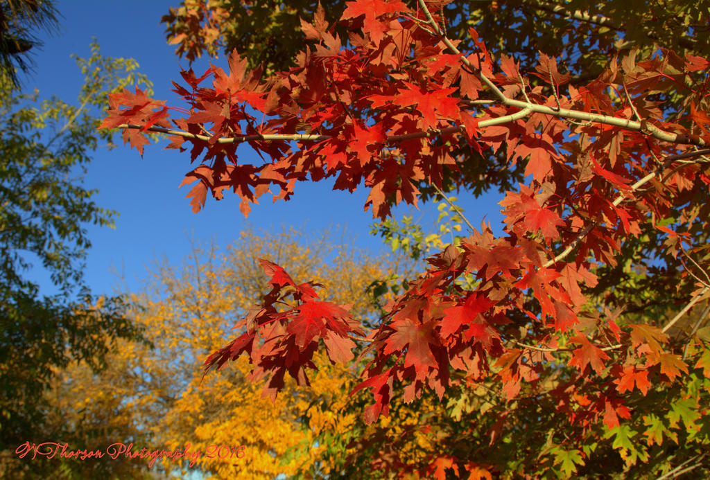 Autumn Trees 10-26-2016.jpg