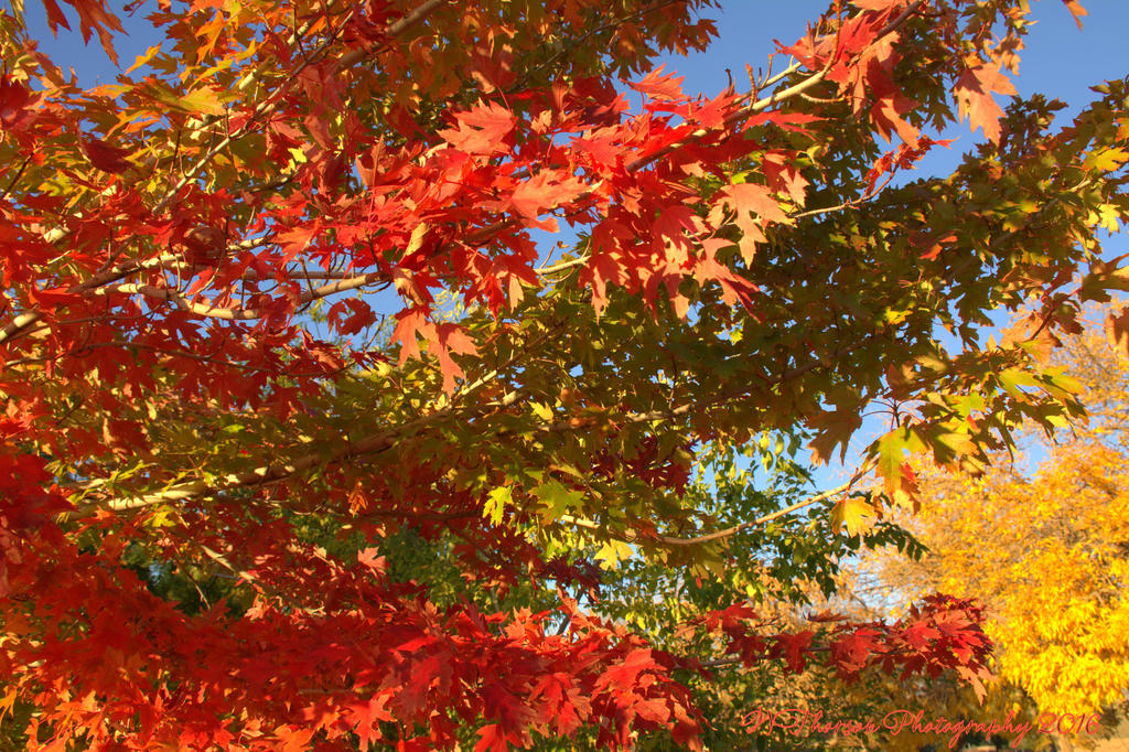 Autumn Trees  #2 10-26-2016.jpg
