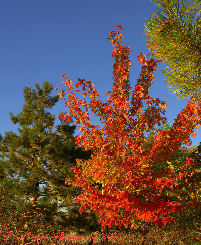 Autumn Trees  #3 10-26-2016.jpg