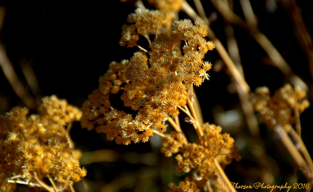 Autumn Yarrow 10-21-2016.jpg