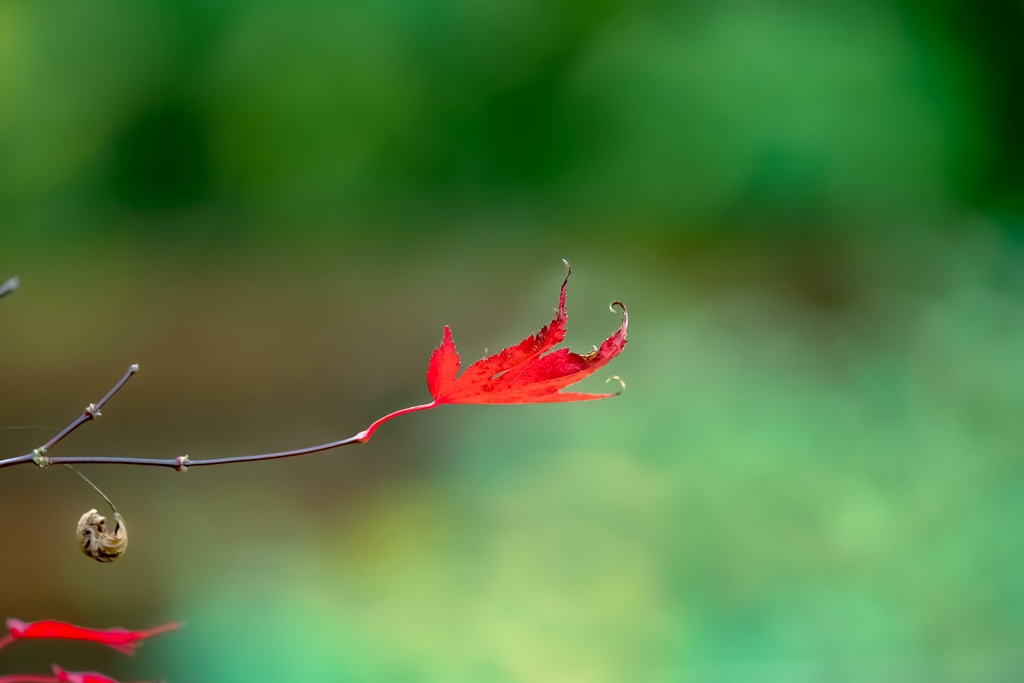 Autumnf.jpg