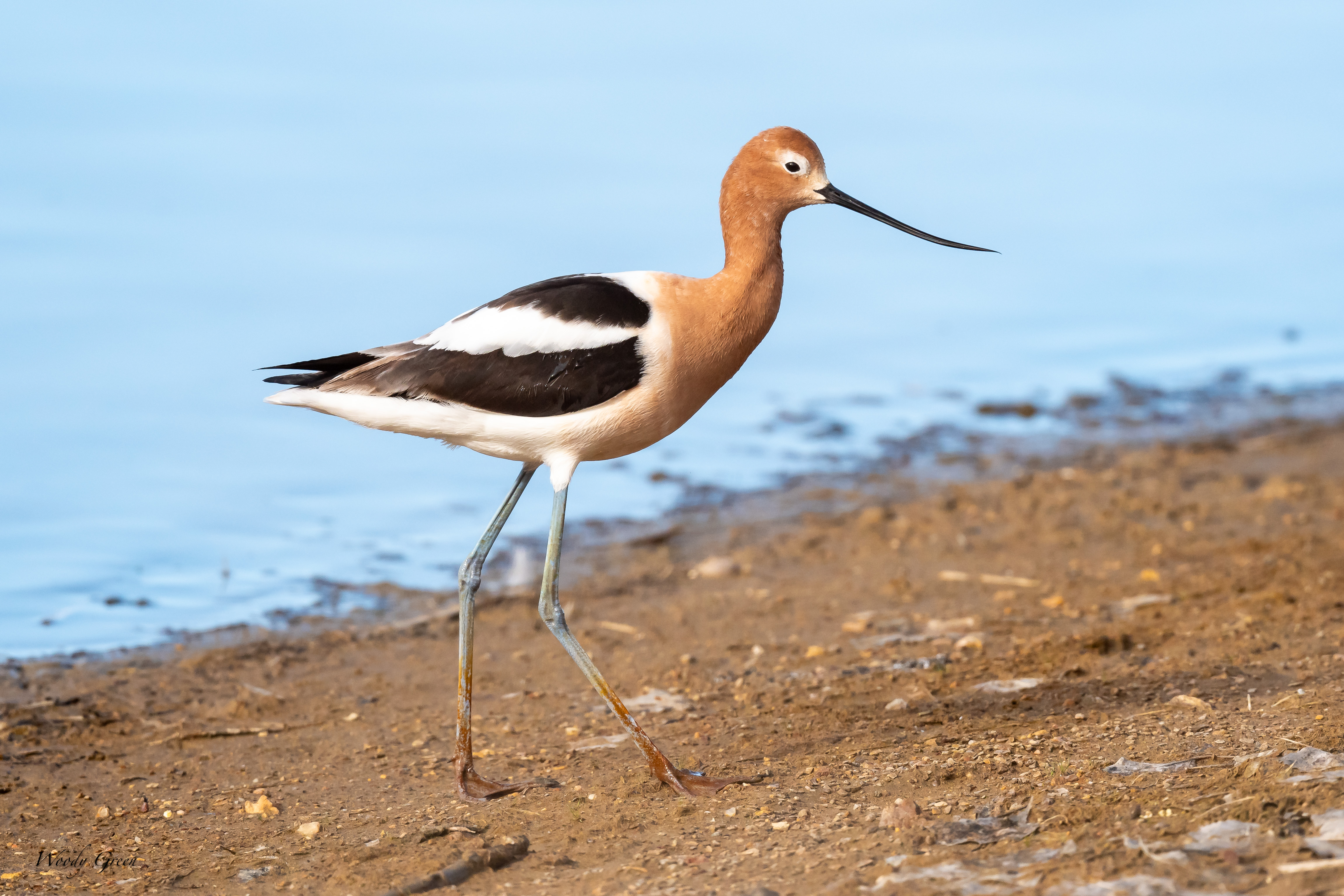 Avocet-354.jpg