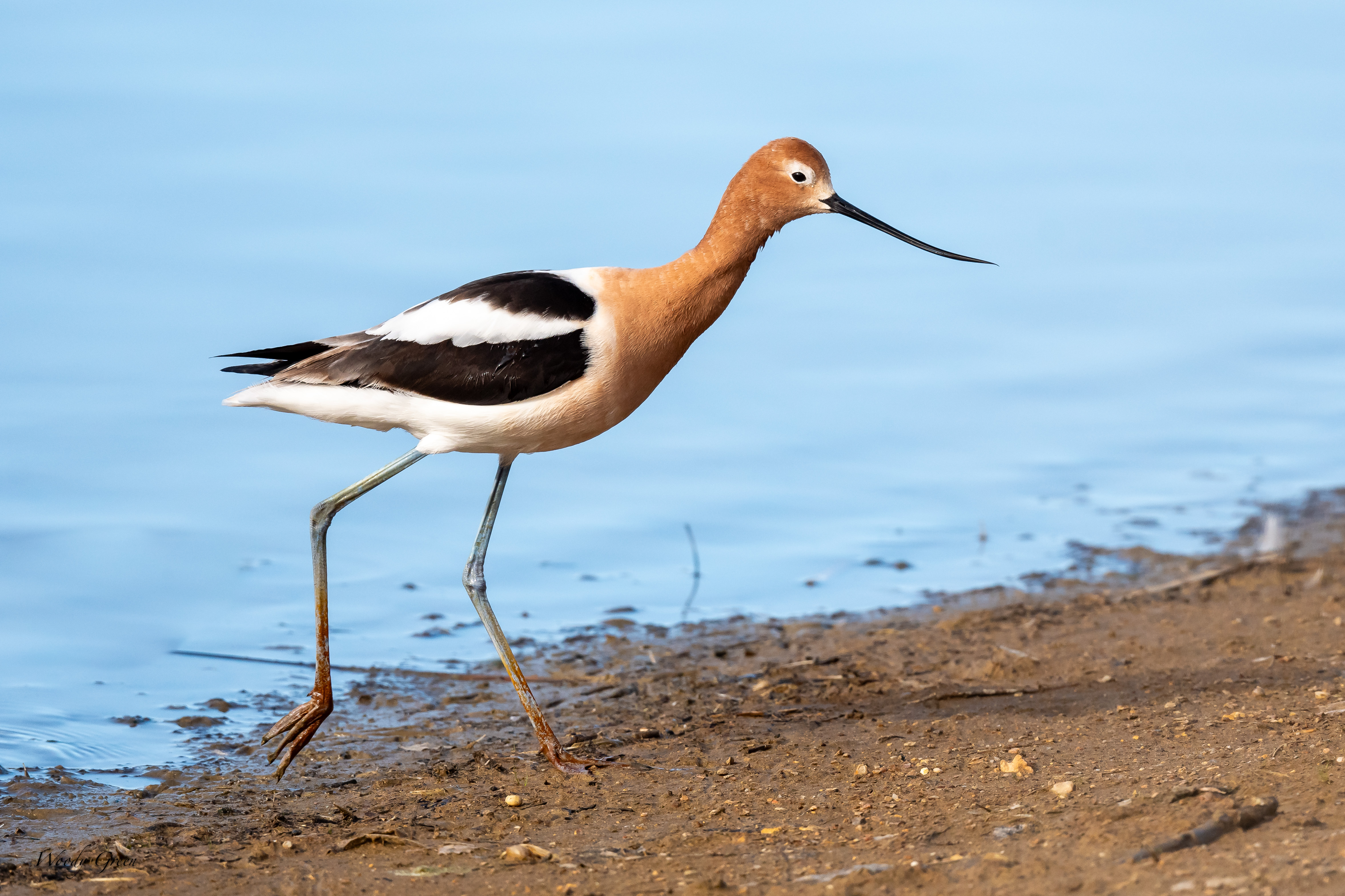 Avocet-355.jpg