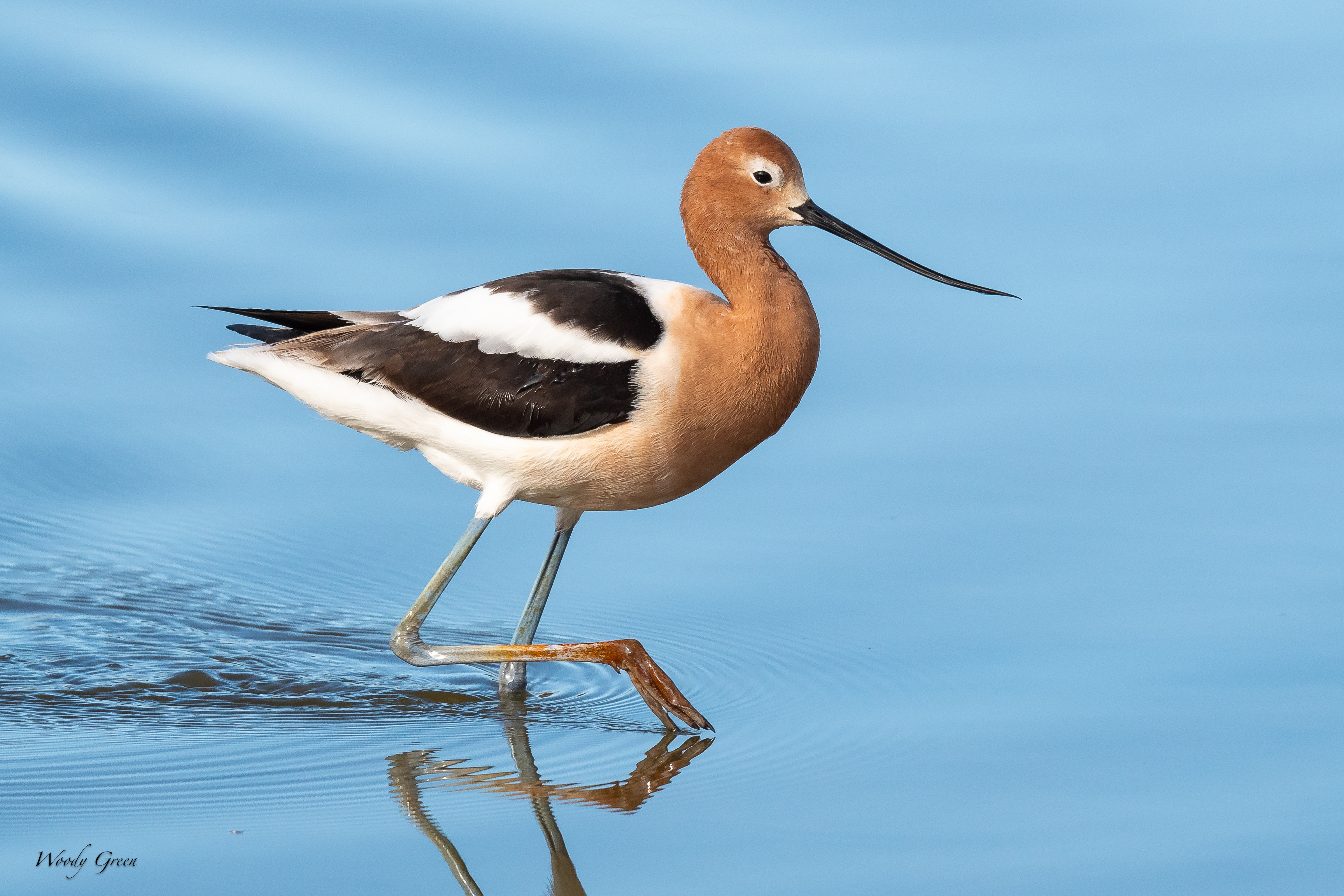 Avocet-356.jpg