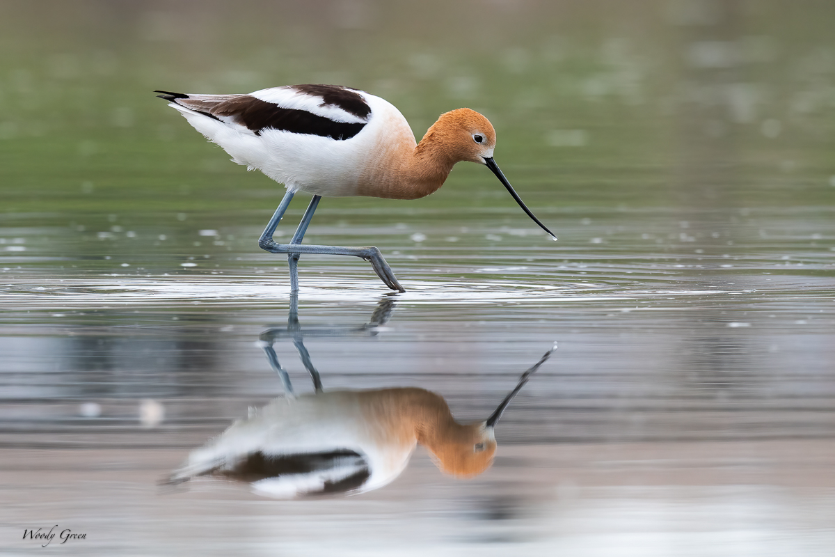Avocet-614.jpg
