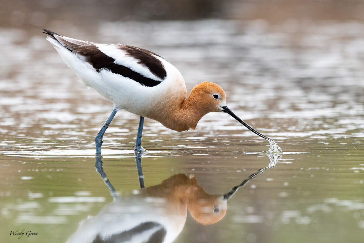 Avocet-615.jpg