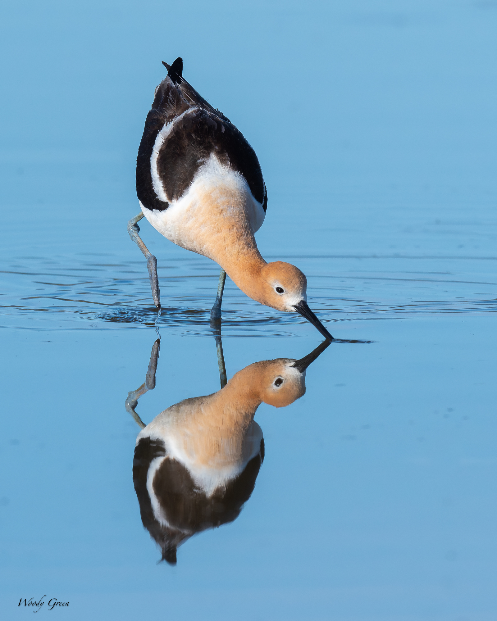 Avocet-680.jpg