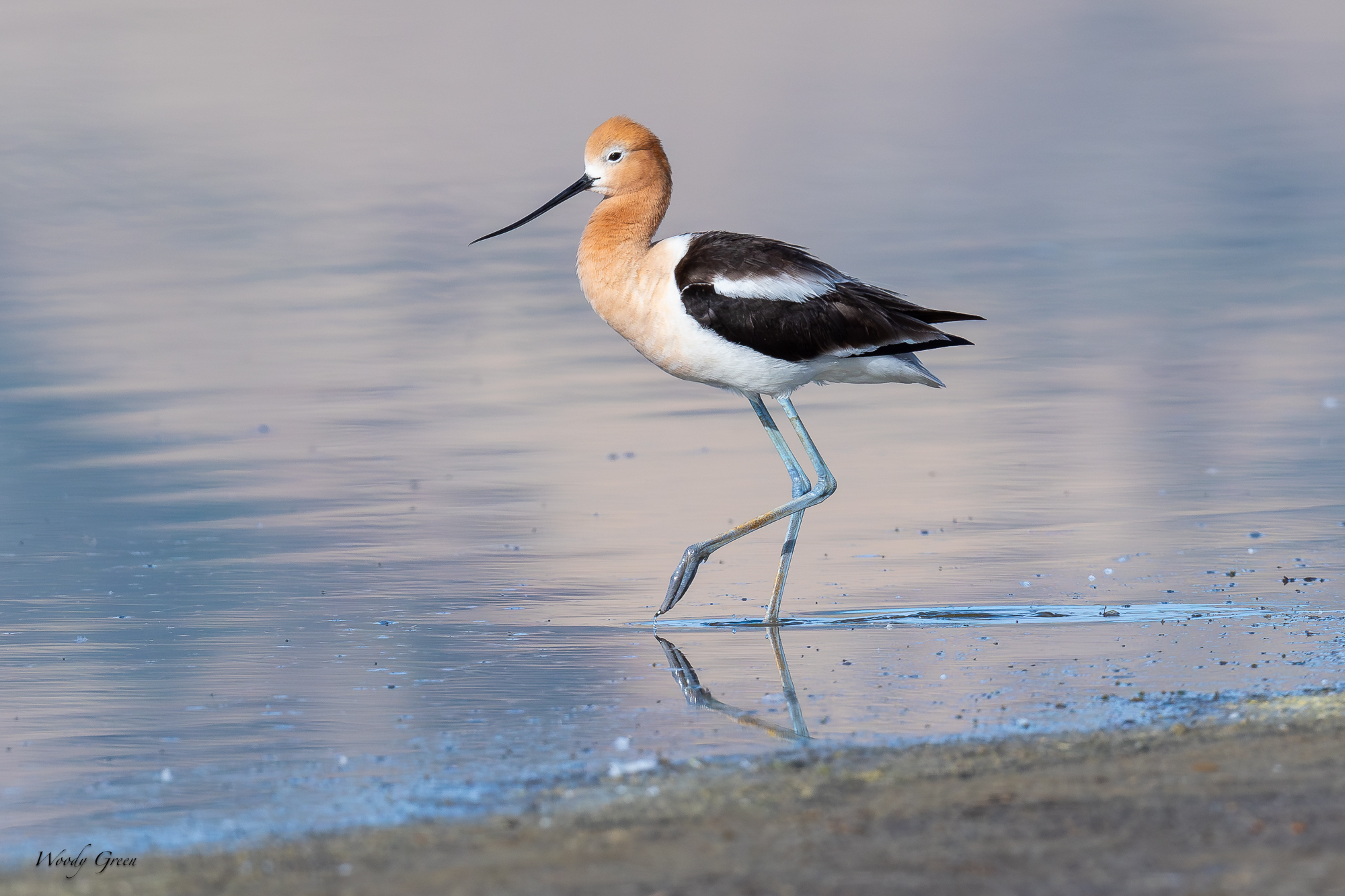 Avocet-681.jpg