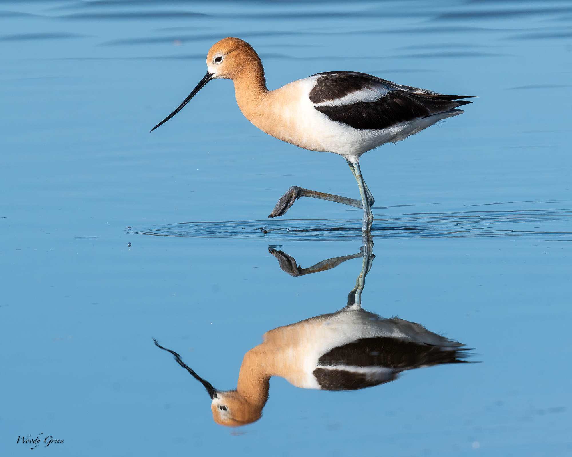 Avocet-683.jpg