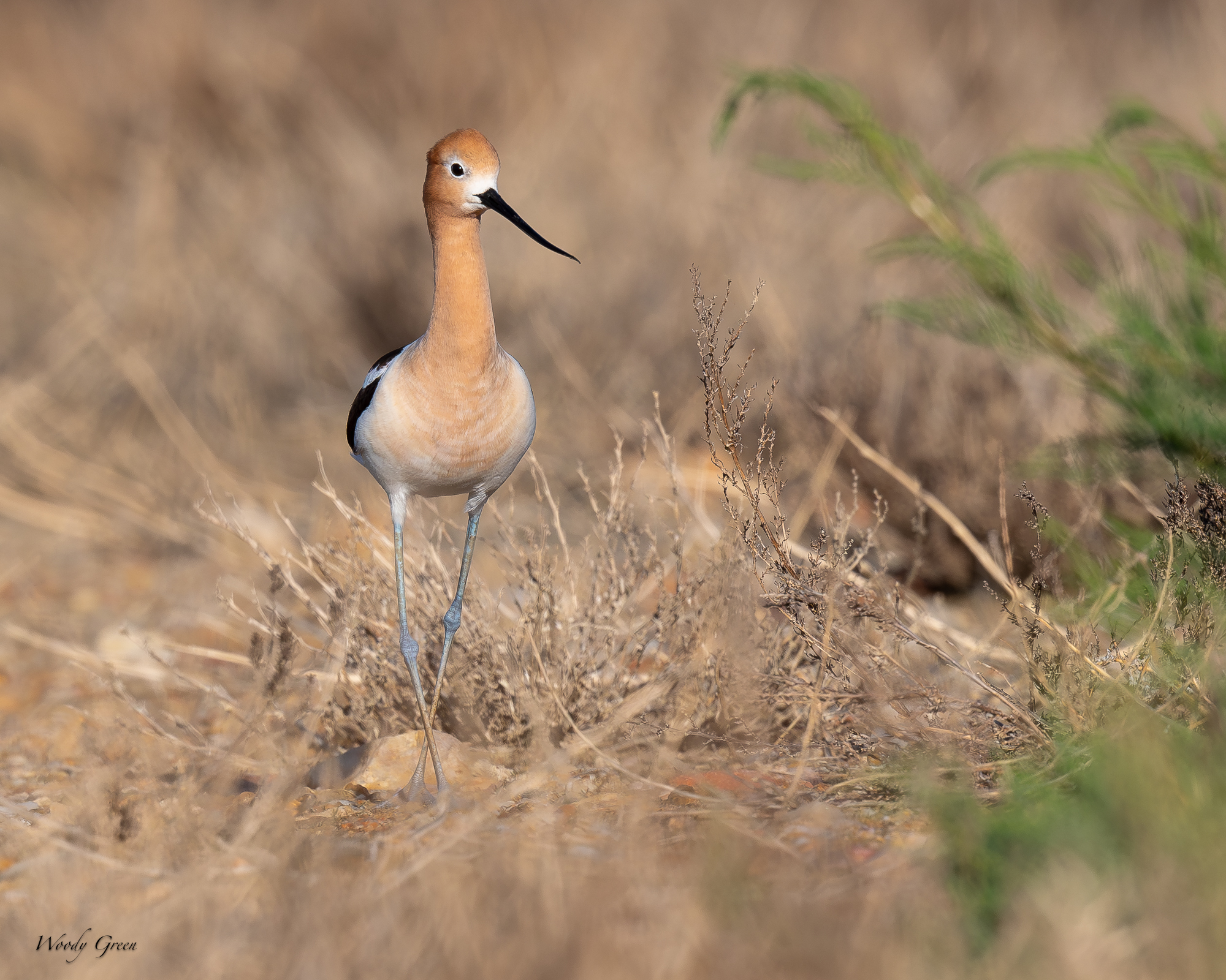 Avocet-684.jpg