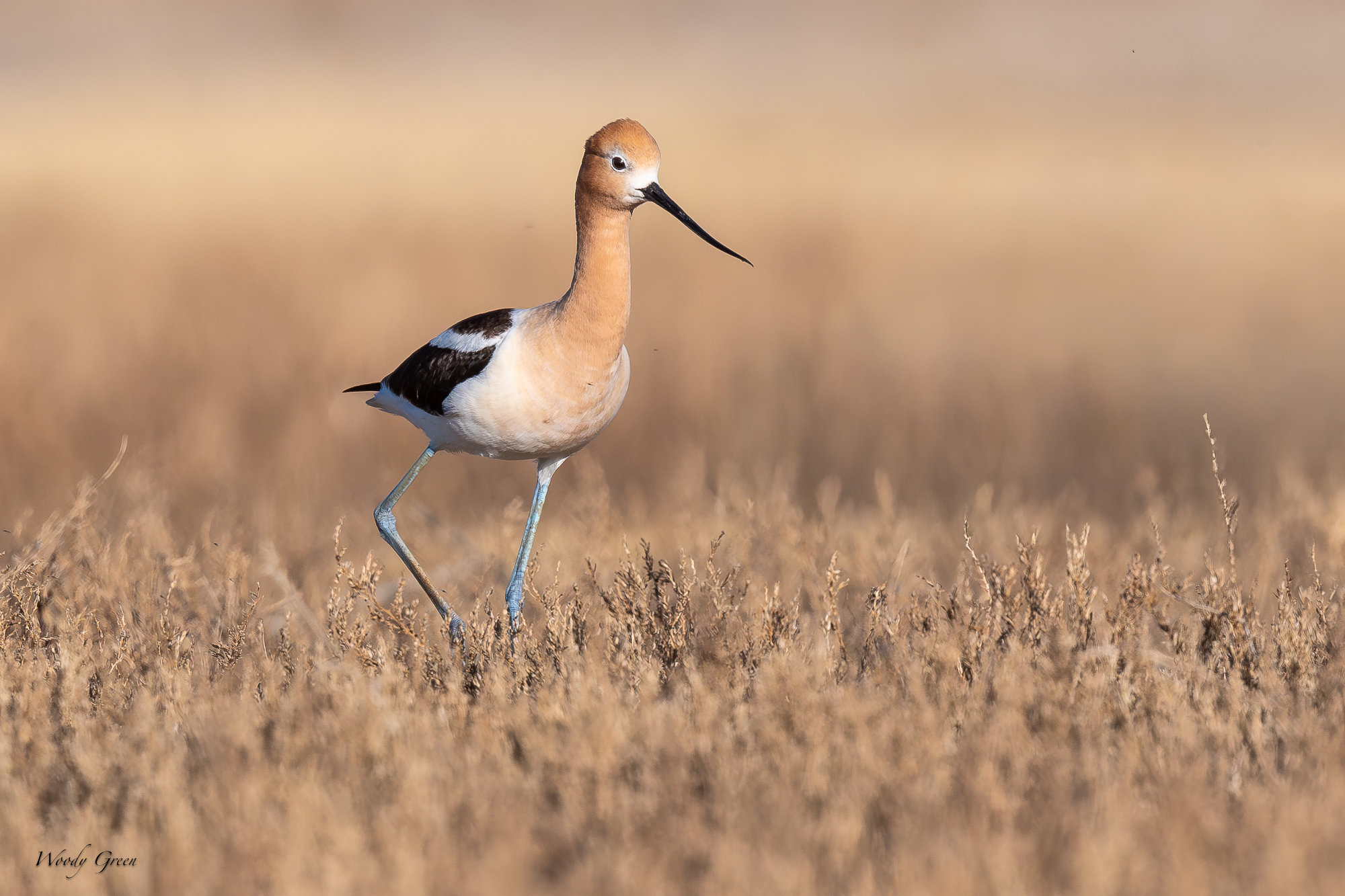 Avocet-685.jpg