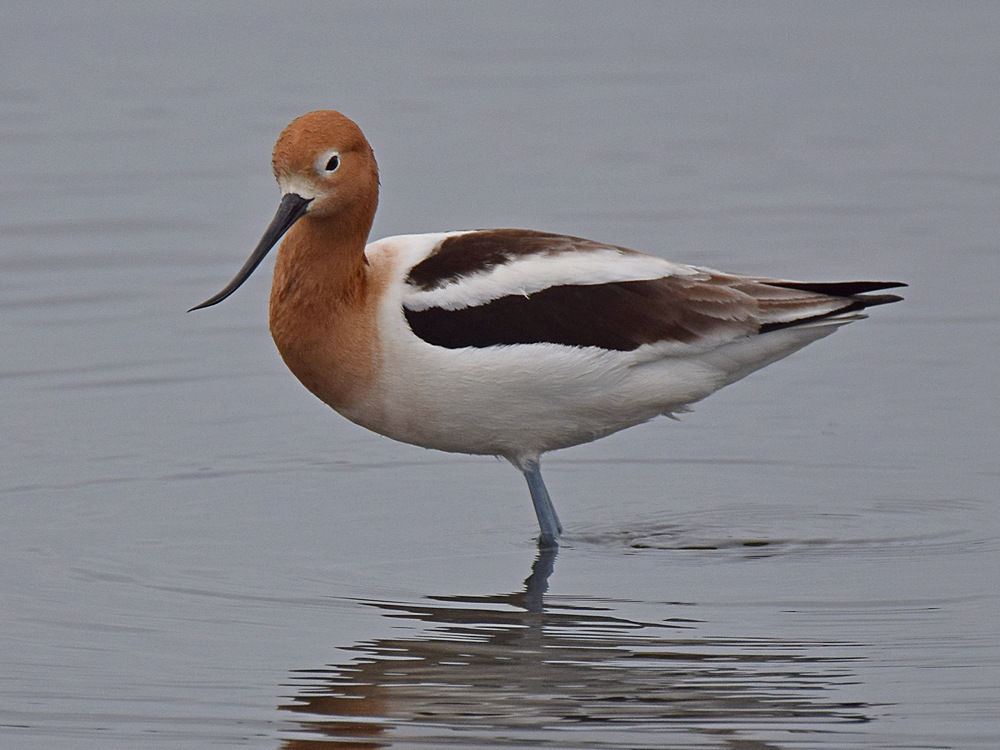 Avocet.jpg