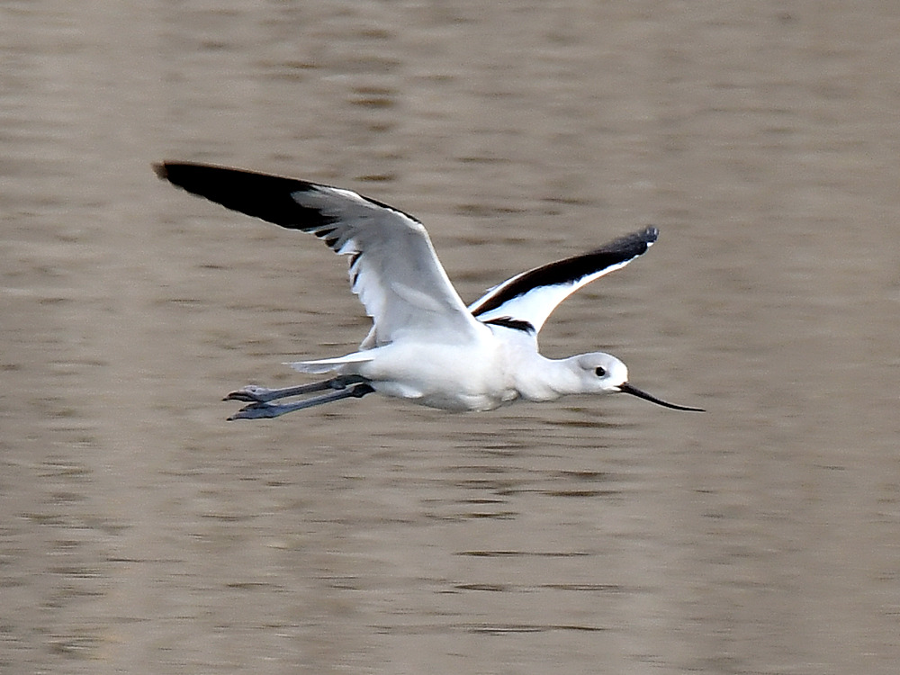 Avocet.jpg
