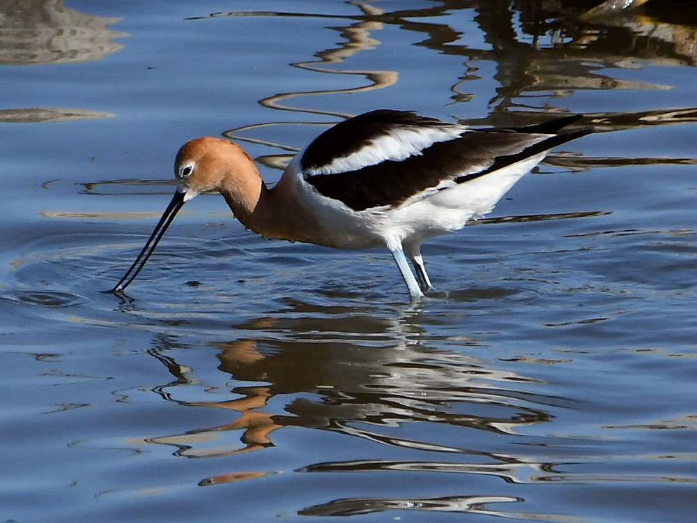 Avocet.jpg