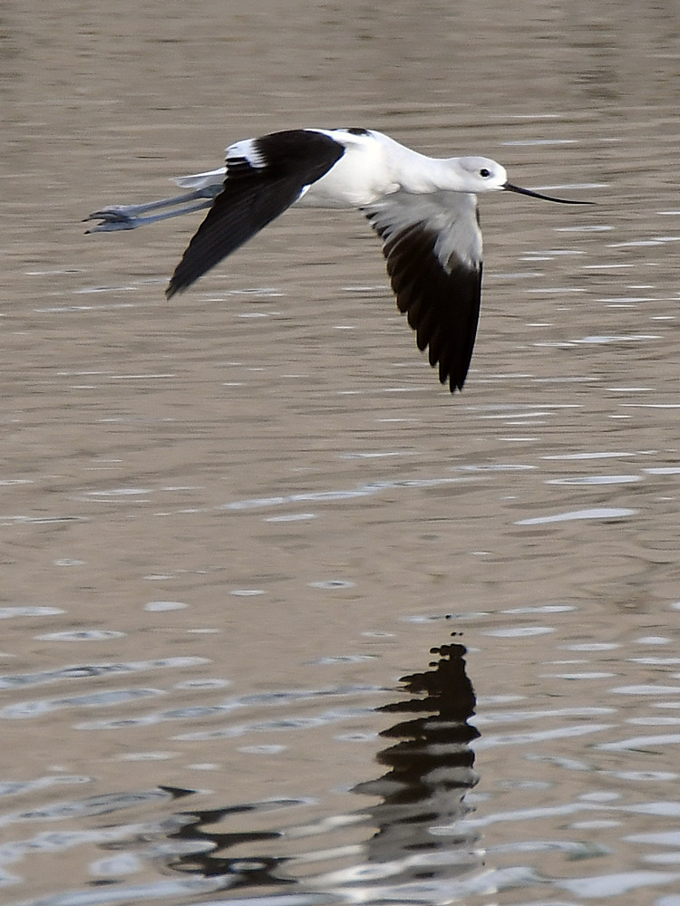 Avocet2.jpg