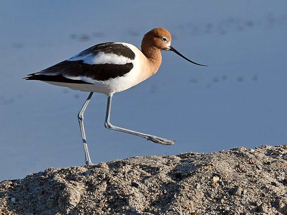 Avocet3.jpg