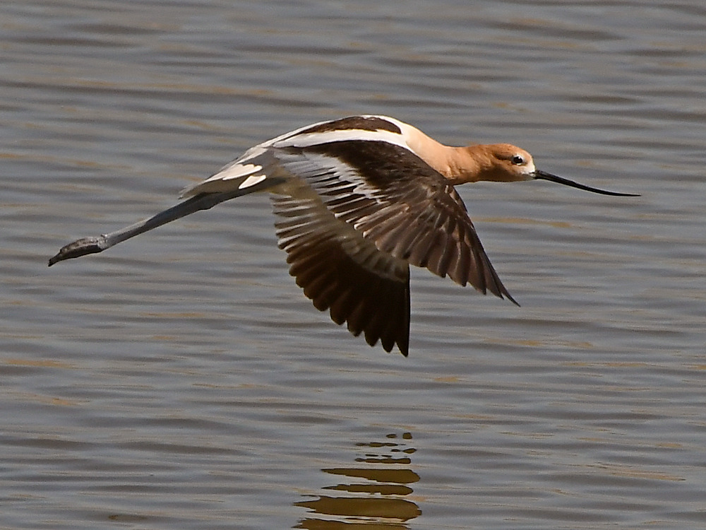 Avocet3.jpg