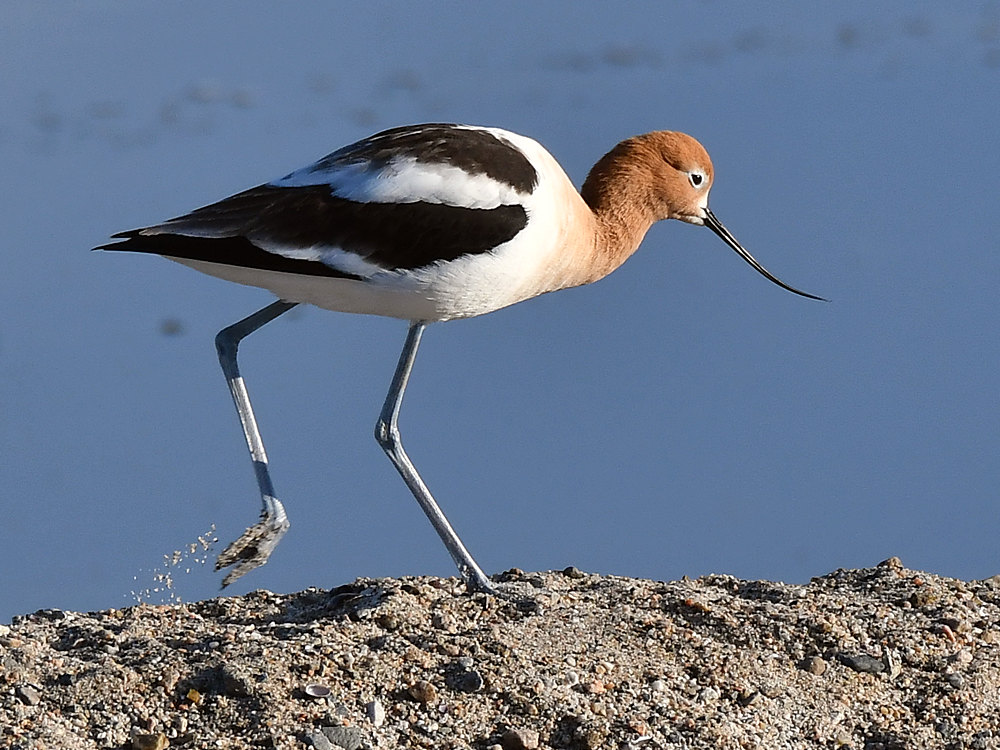 Avocet4.jpg