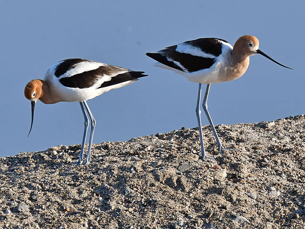 Avocet5.jpg