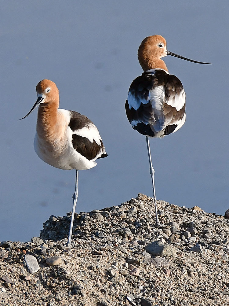 Avocet6.jpg