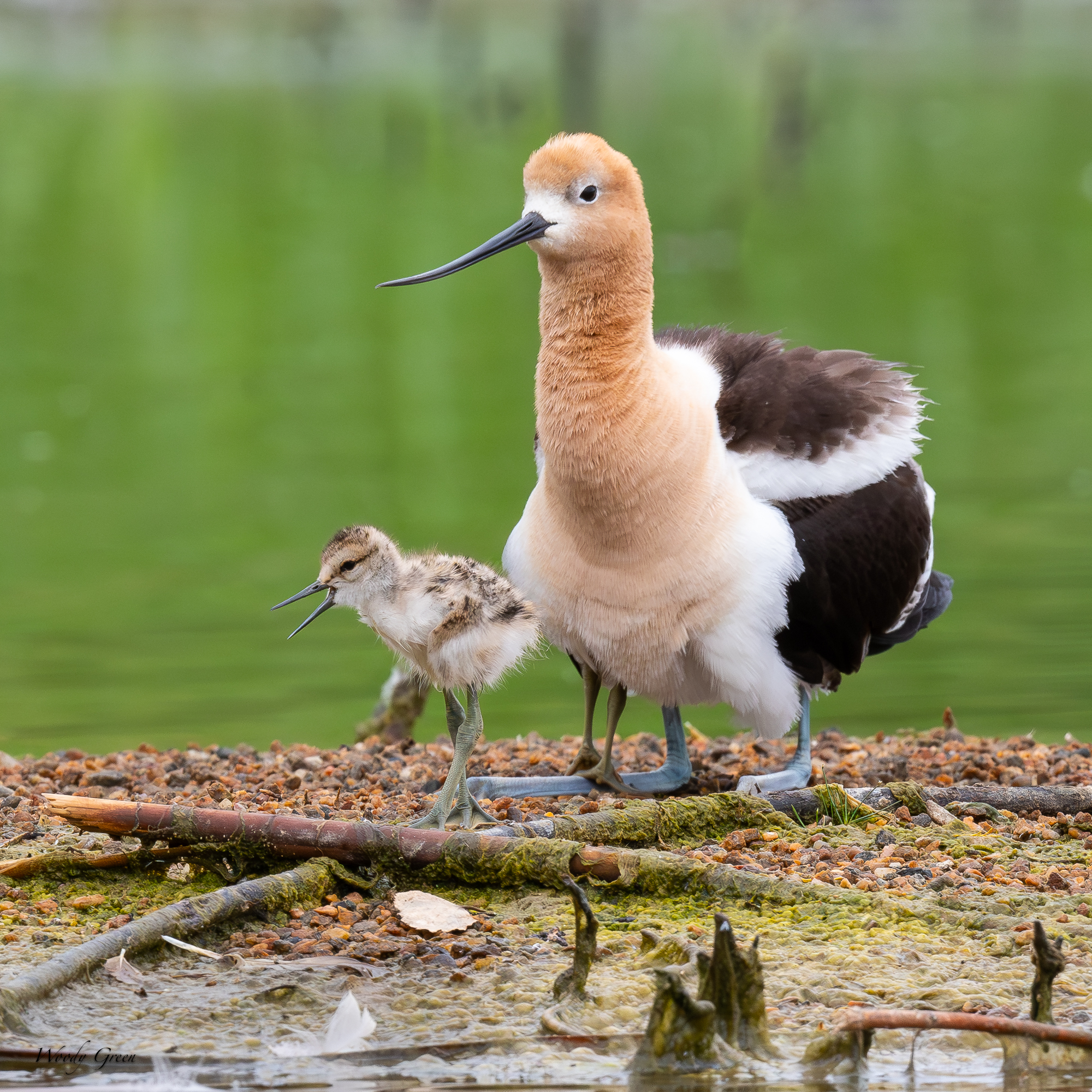 AvocetBaby-224.jpg