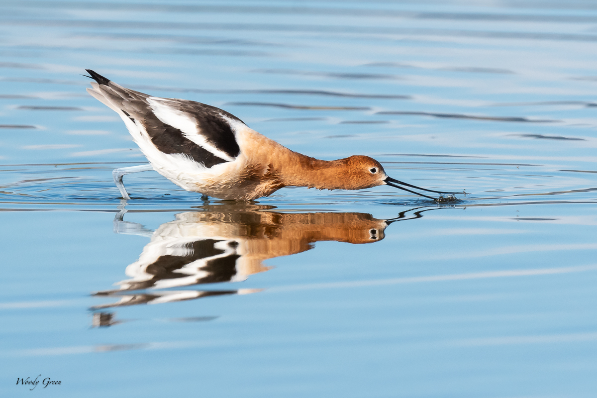 AvocetBug-116.jpg