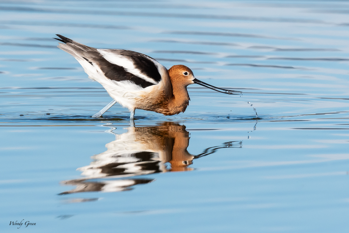 AvocetBug-117.jpg