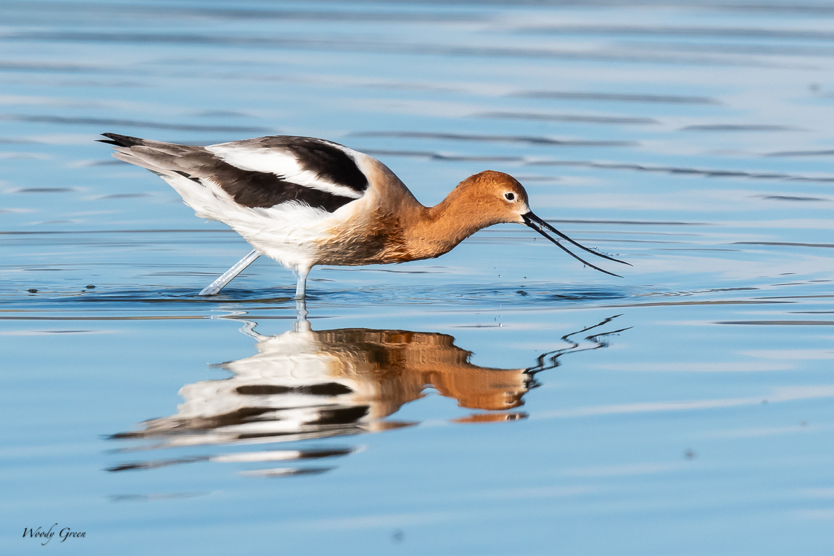 AvocetBug-118.jpg