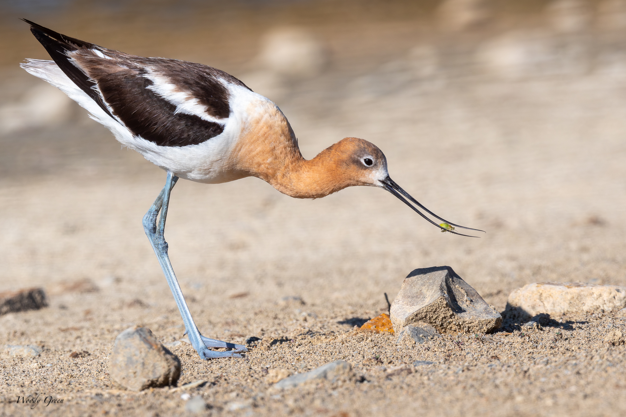 AvocetBug-229.jpg