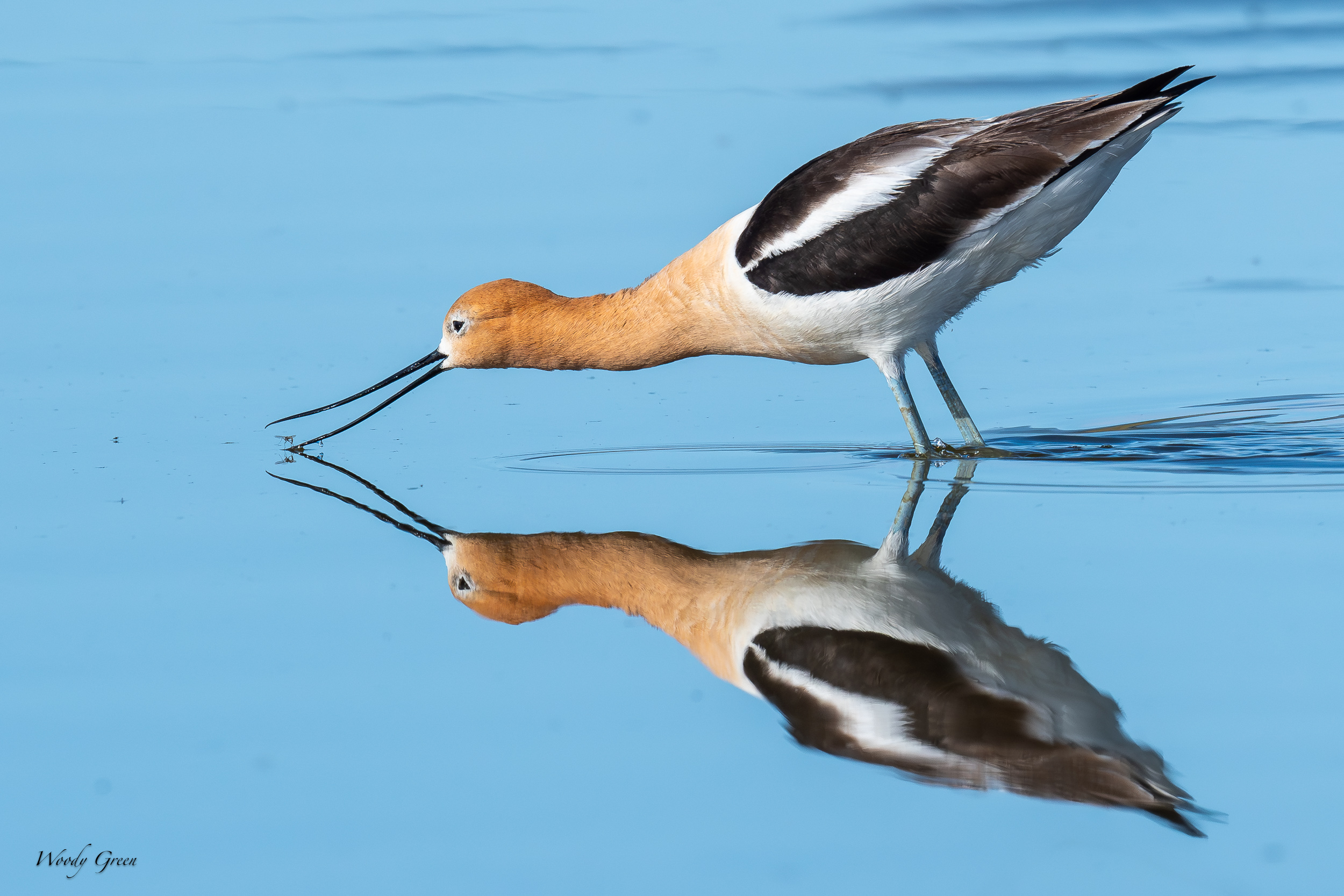 AvocetBug-638.jpg