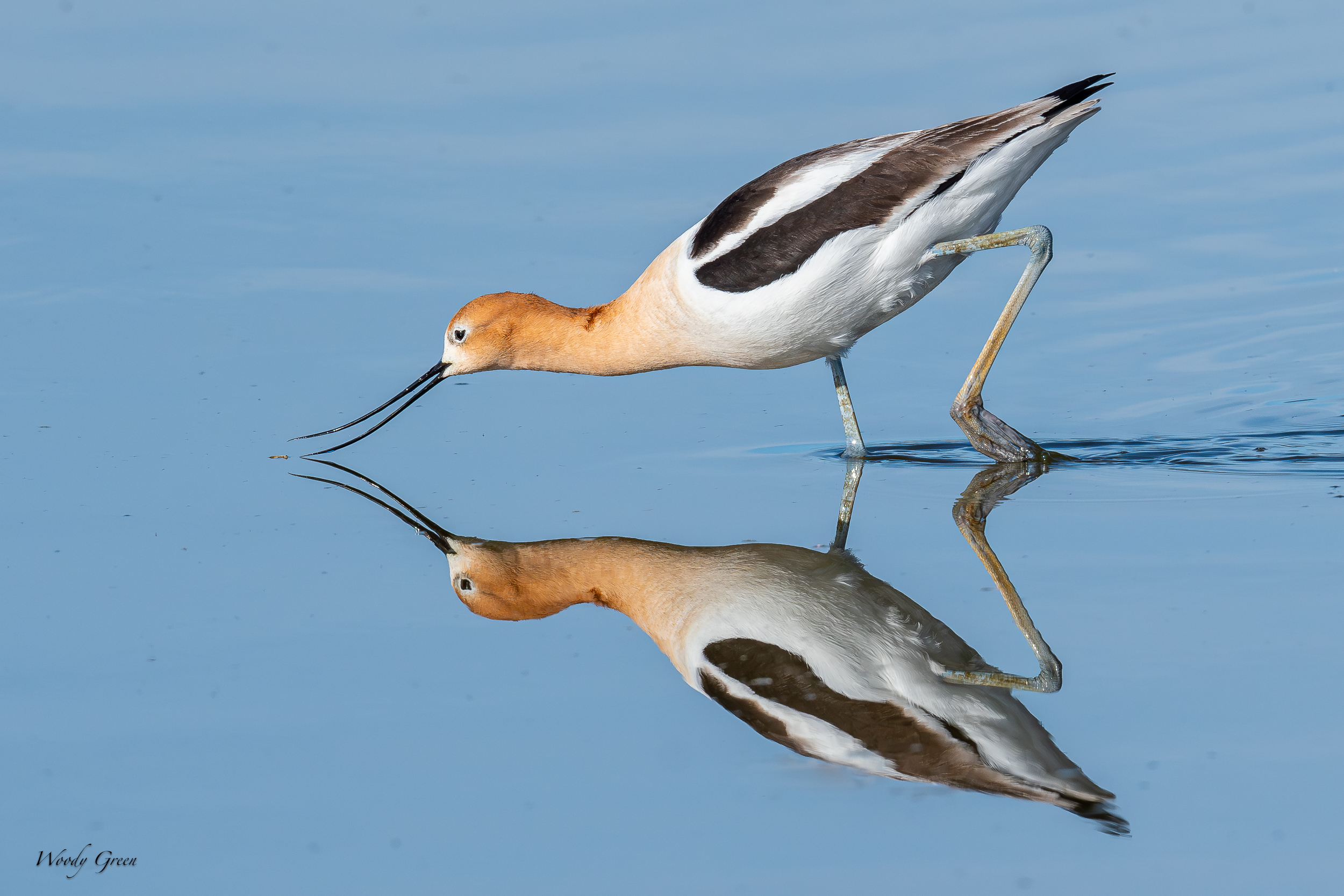 AvocetBug-639.jpg