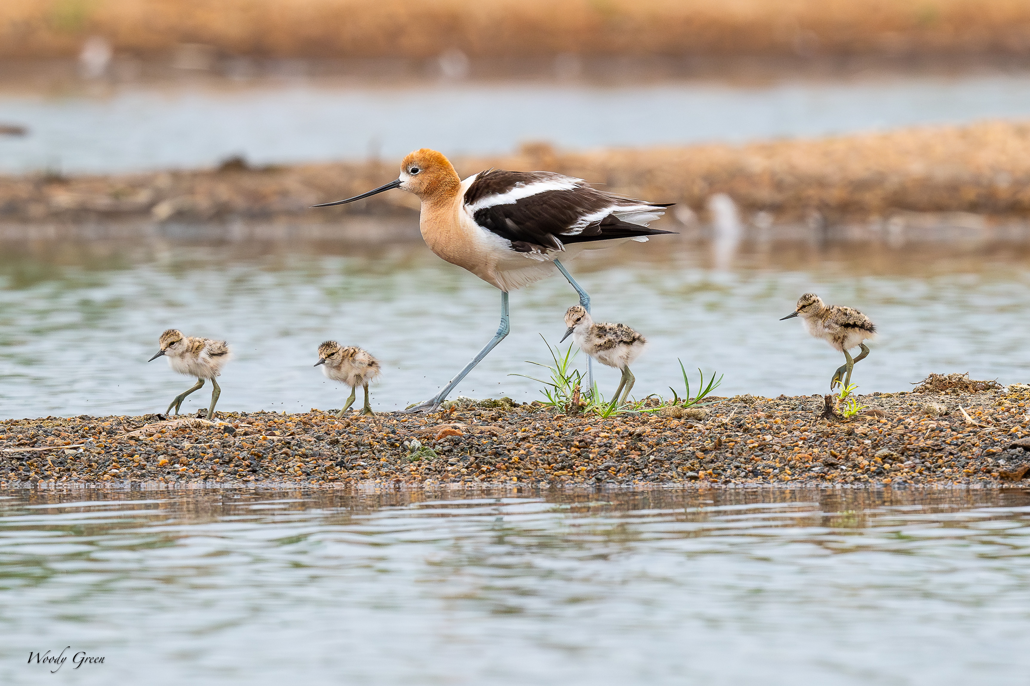 AvocetFamily-220.jpg