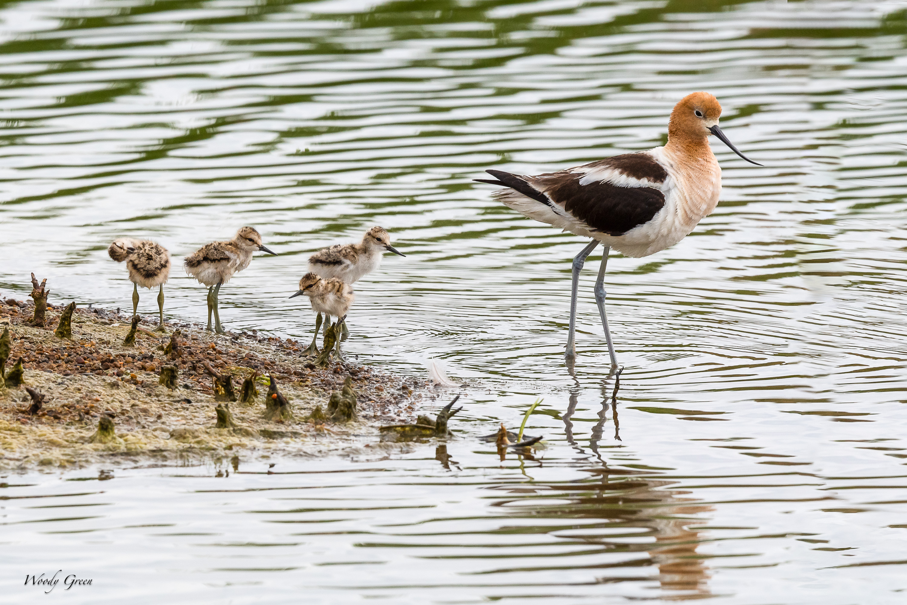 AvocetFamily-221.jpg