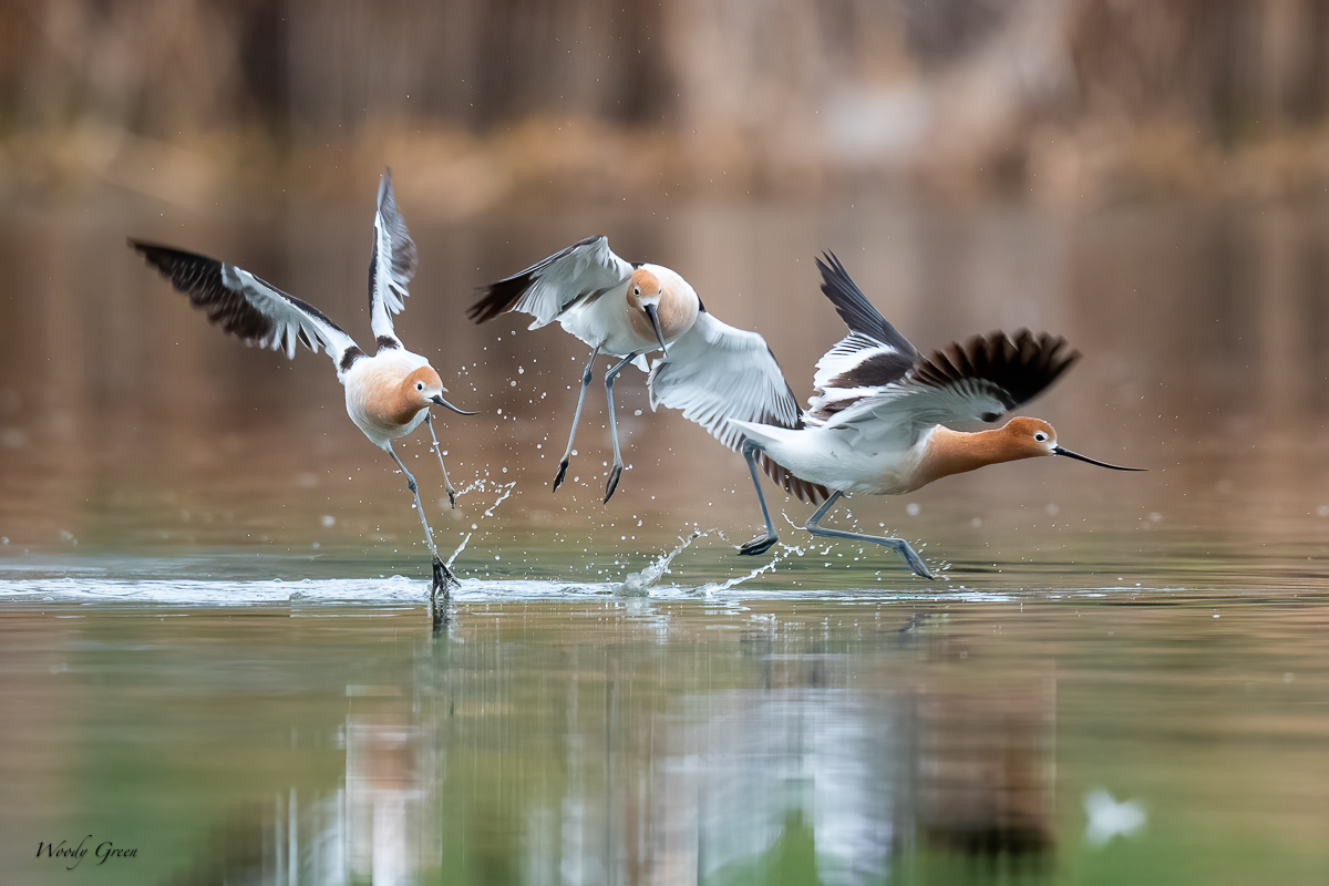 AvocetFight-614.jpg