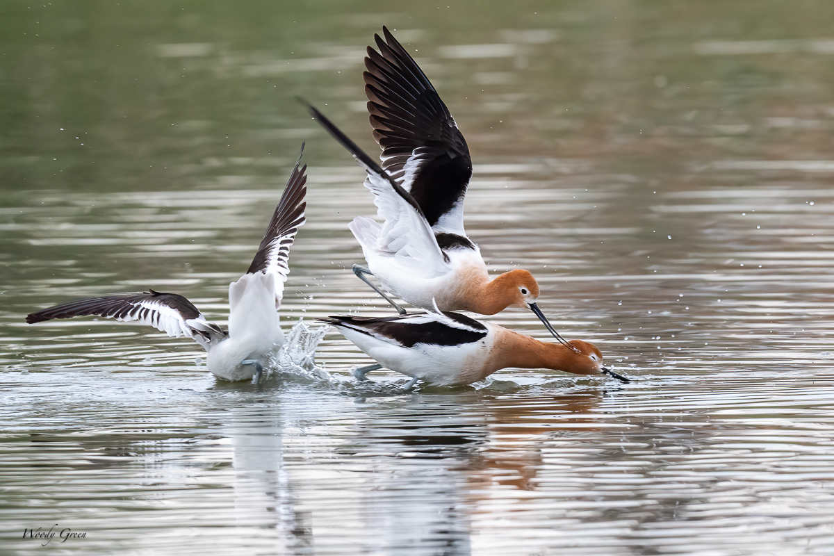 AvocetFight-615.jpg