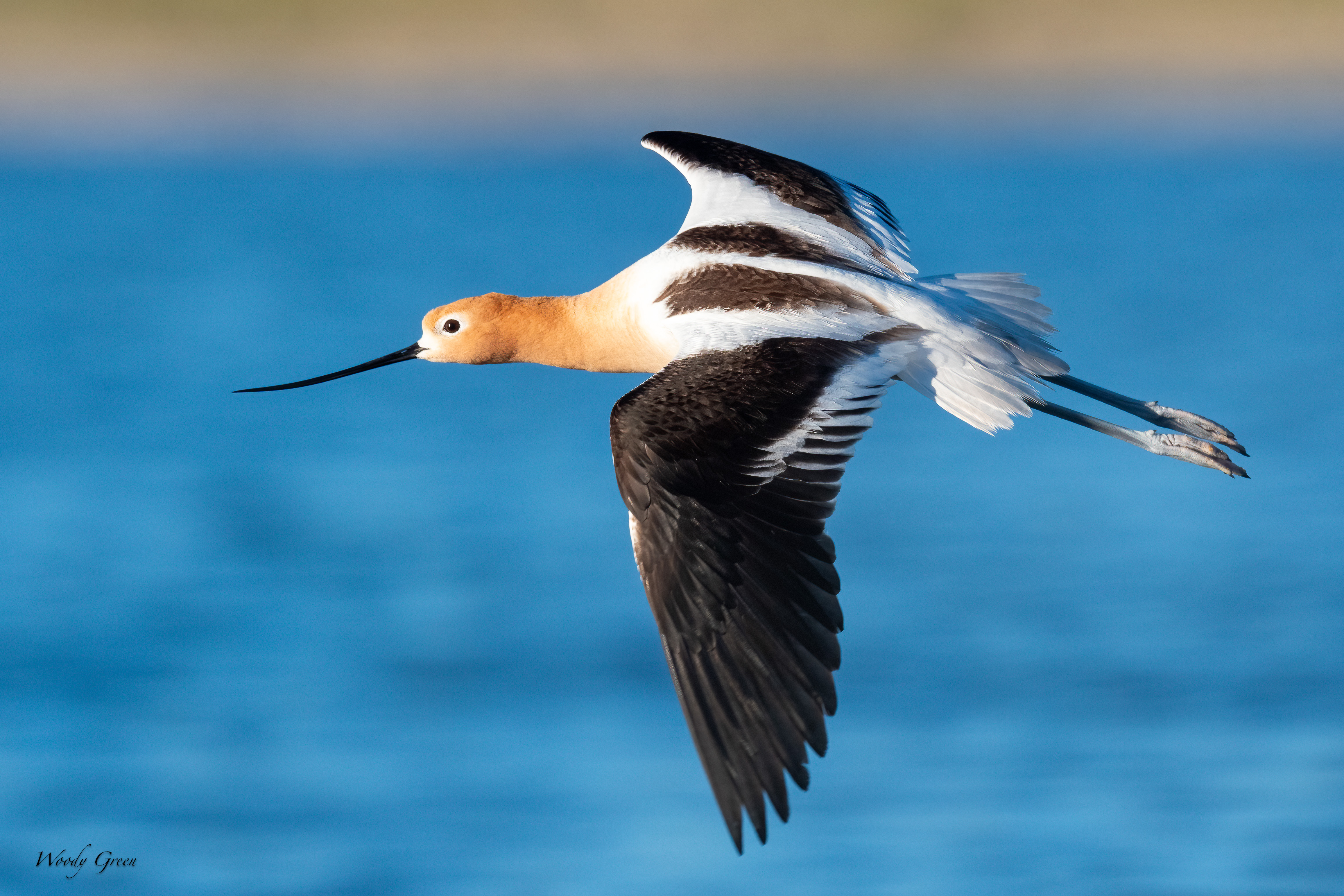 AvocetFlight-35.jpg