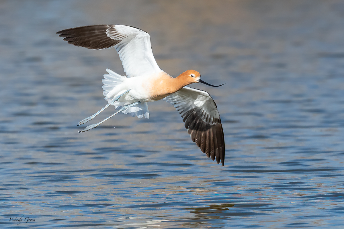 AvocetFlight-752.jpg