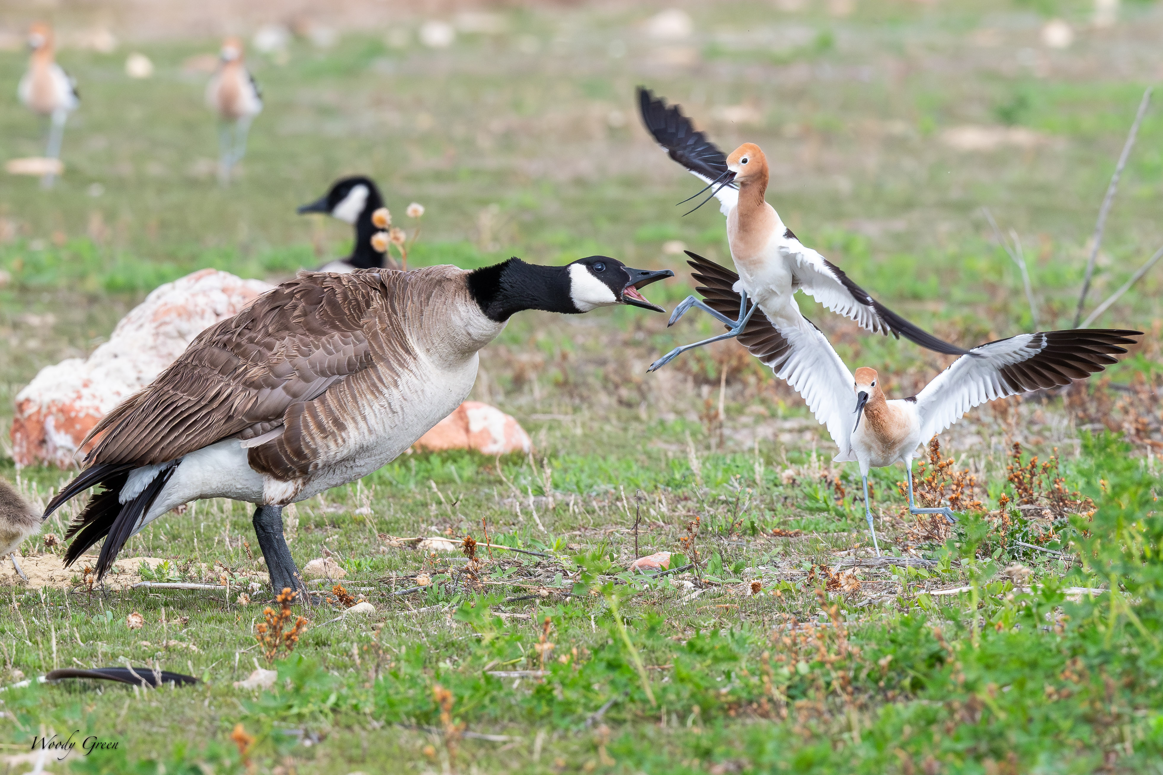 AvocetGooseFight-12.jpg