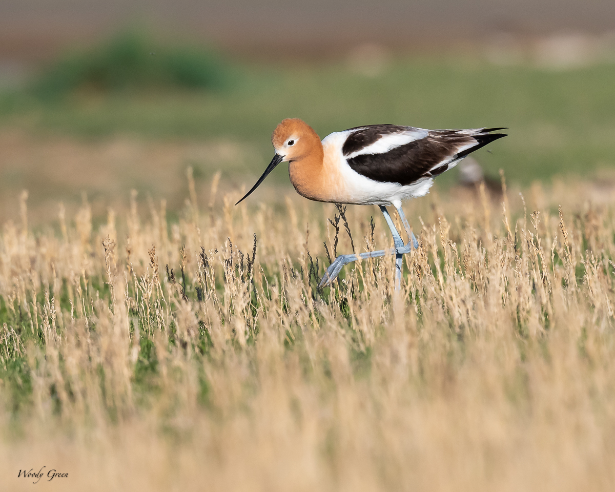 AvocetGrass-160.jpg