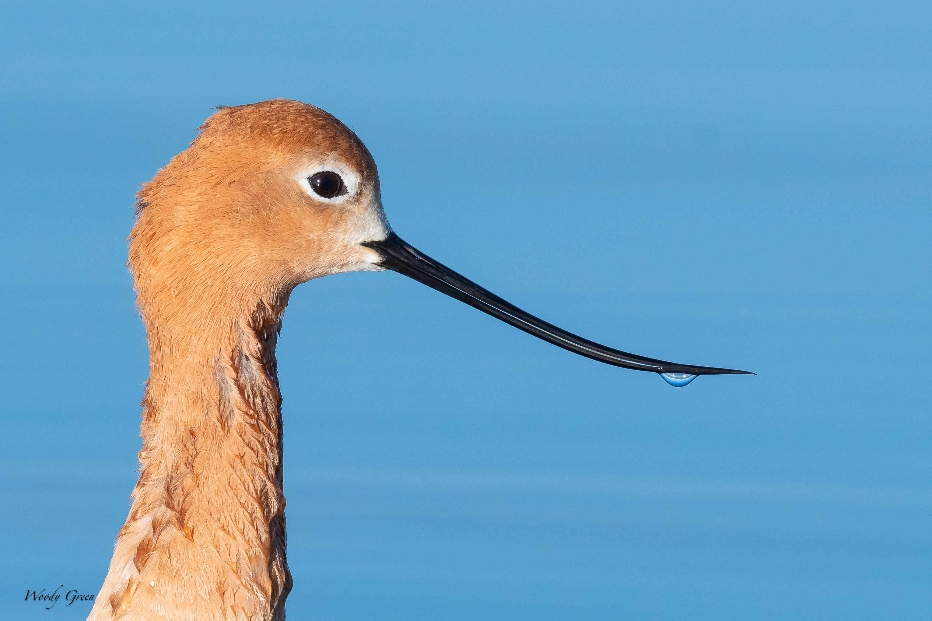 AvocetHead-32.jpg