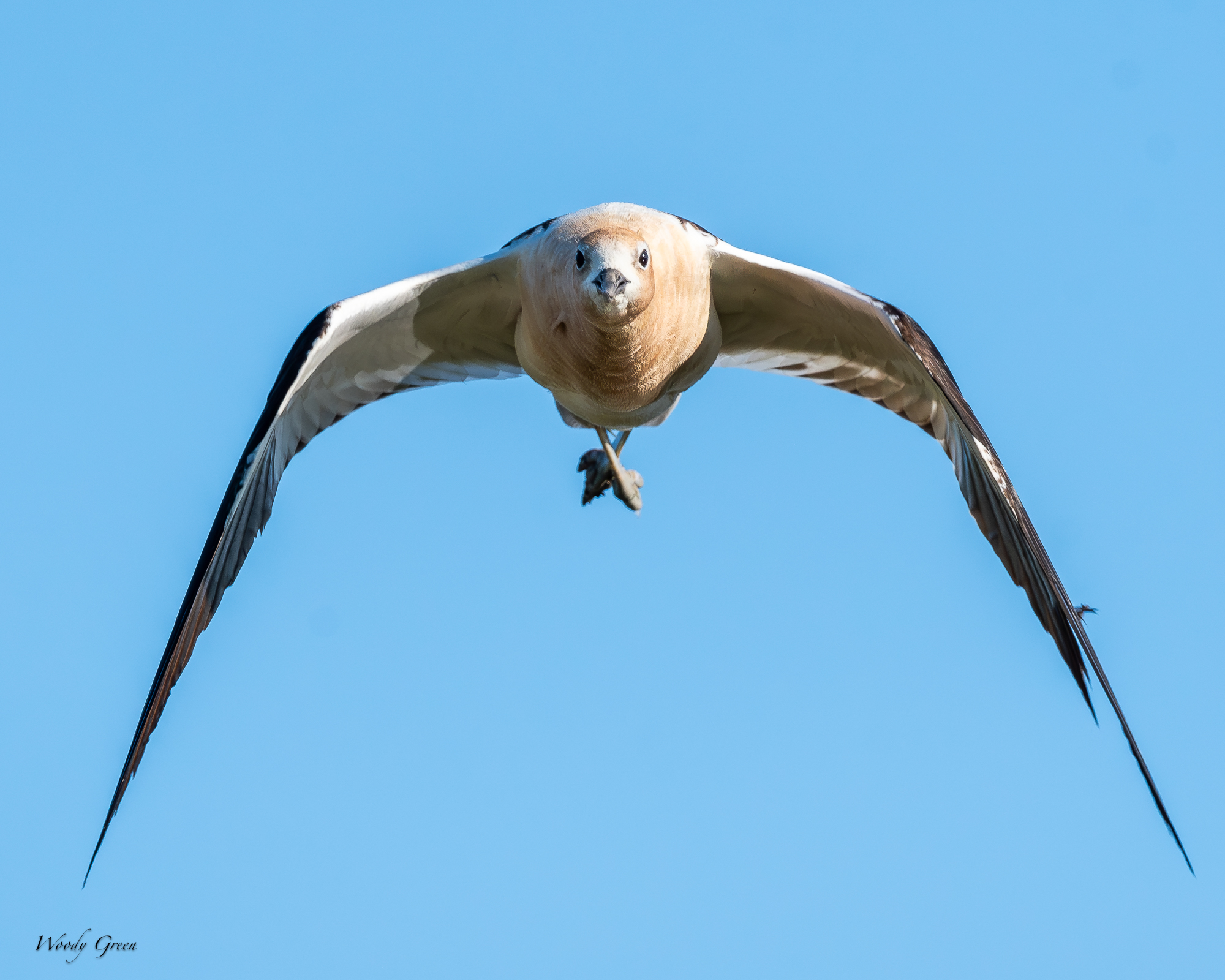 AvocetHeadOn-232.jpg